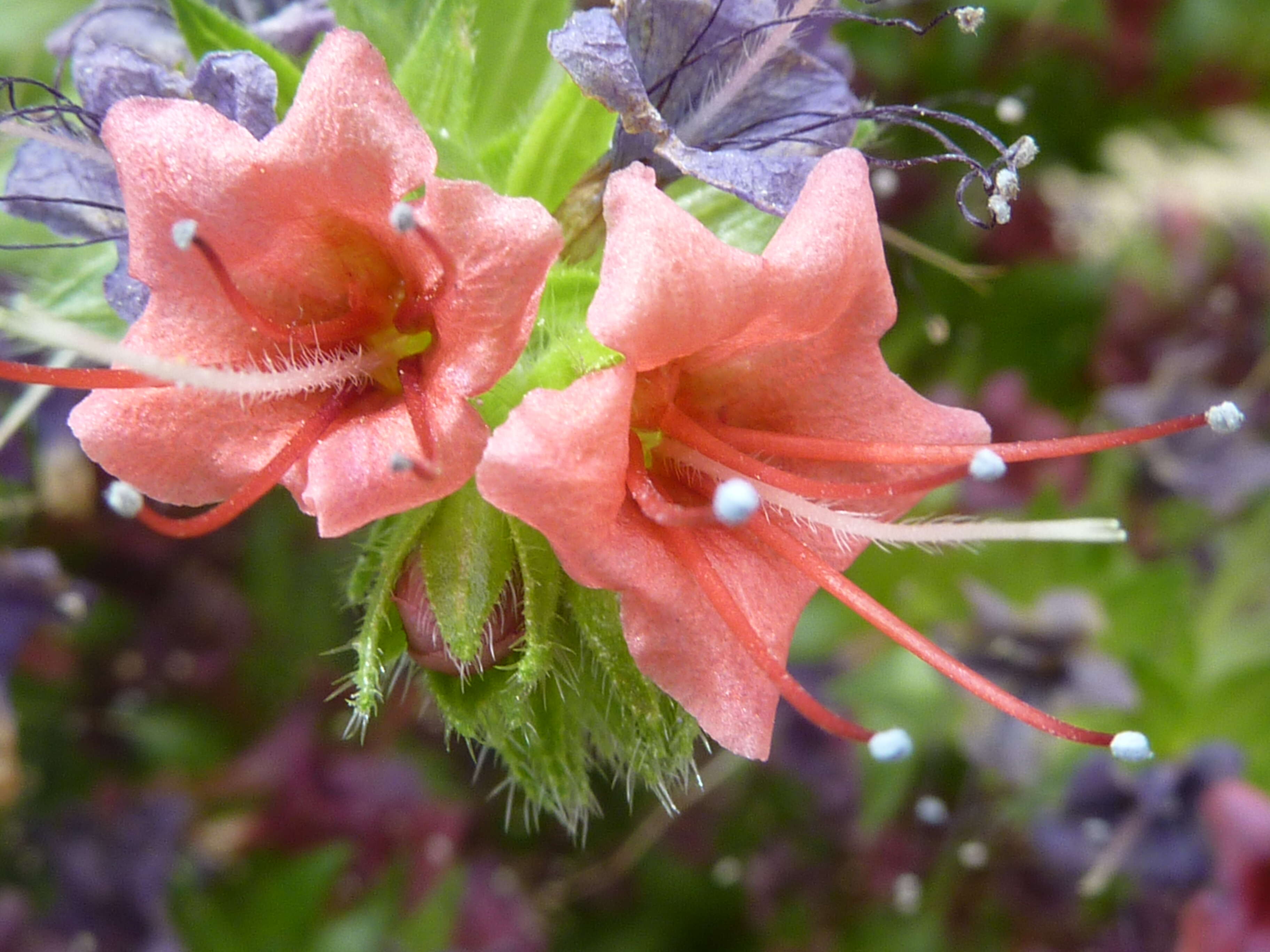 Image of Echium wildpretii H. H. W. Pearson ex Hook. fil.