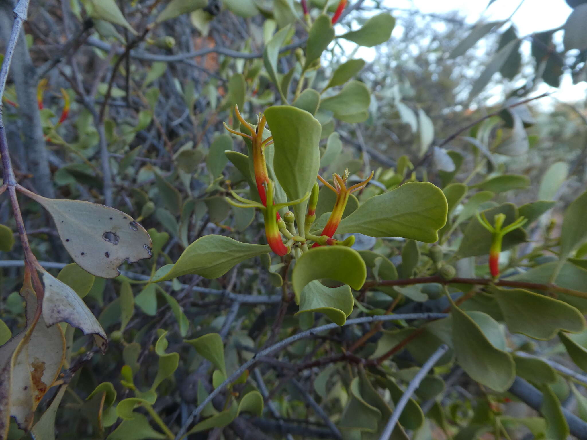 Image of Lysiana spathulata (Blakely) Barlow