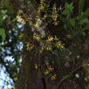 Image de Encyclia candollei (Lindl.) Schltr.