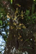 Image de Encyclia candollei (Lindl.) Schltr.