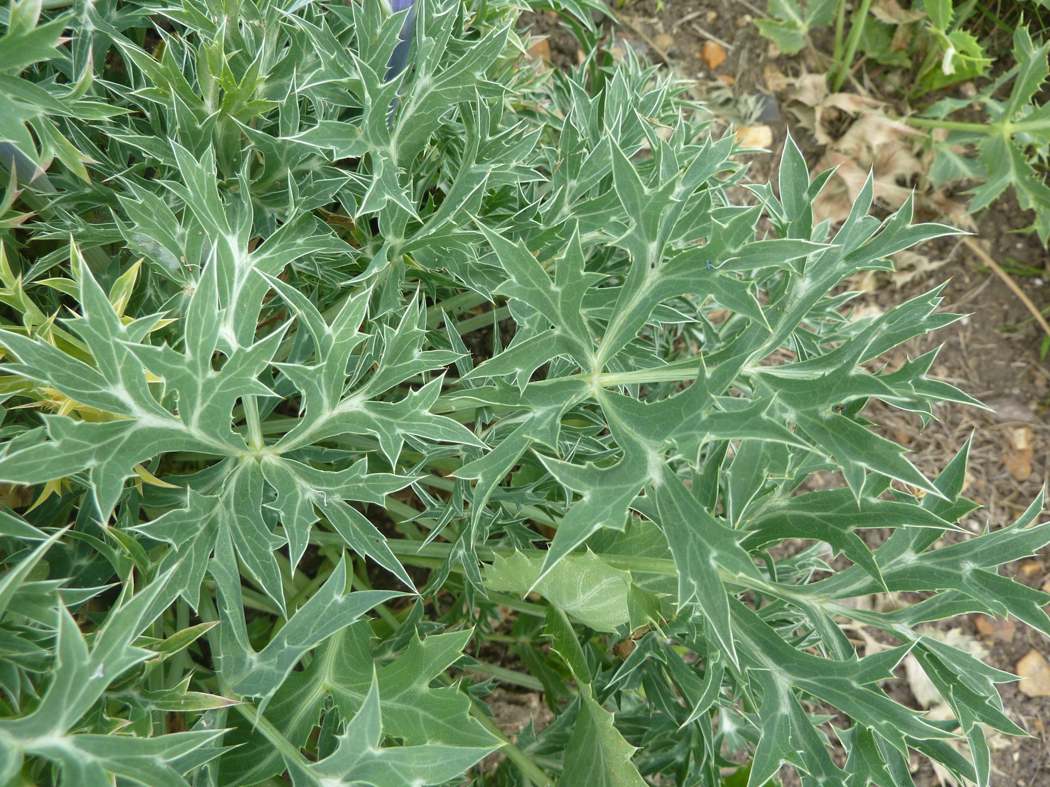 Imagem de Eryngium bourgatii Gouan