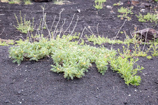 Imagem de Astragalus siculus Rafin.