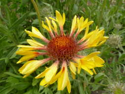 Image of Common perennial gaillardia