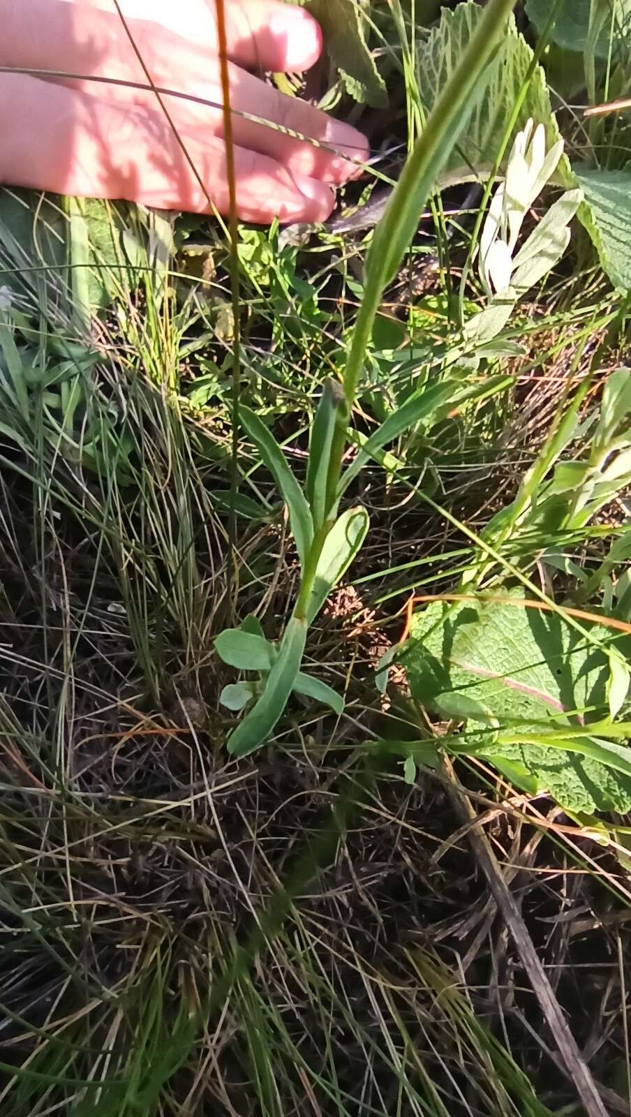 Linum pallasianum subsp. pallasianum resmi