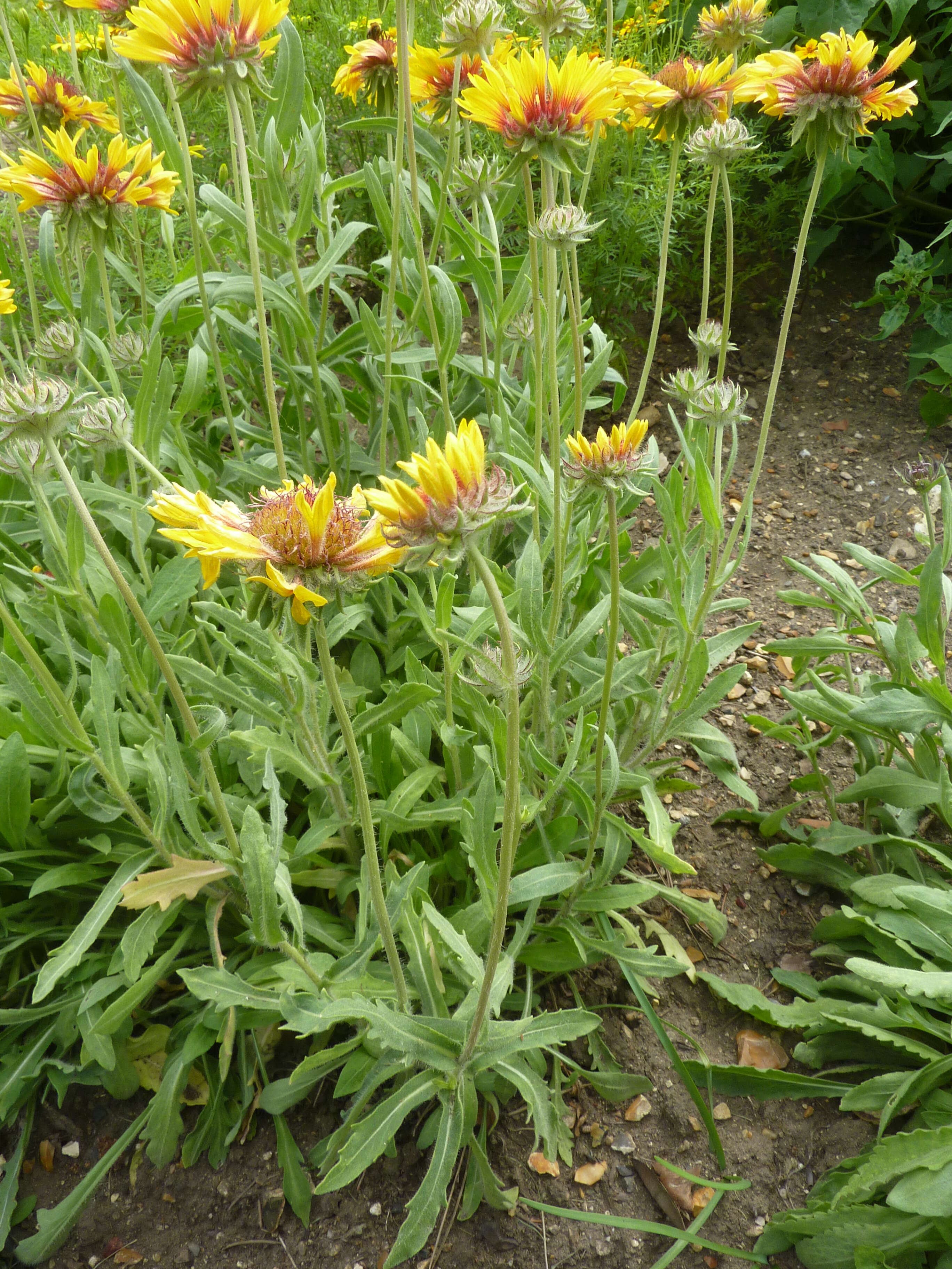 Image of Common perennial gaillardia