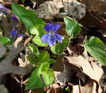 Image of early dog-violet