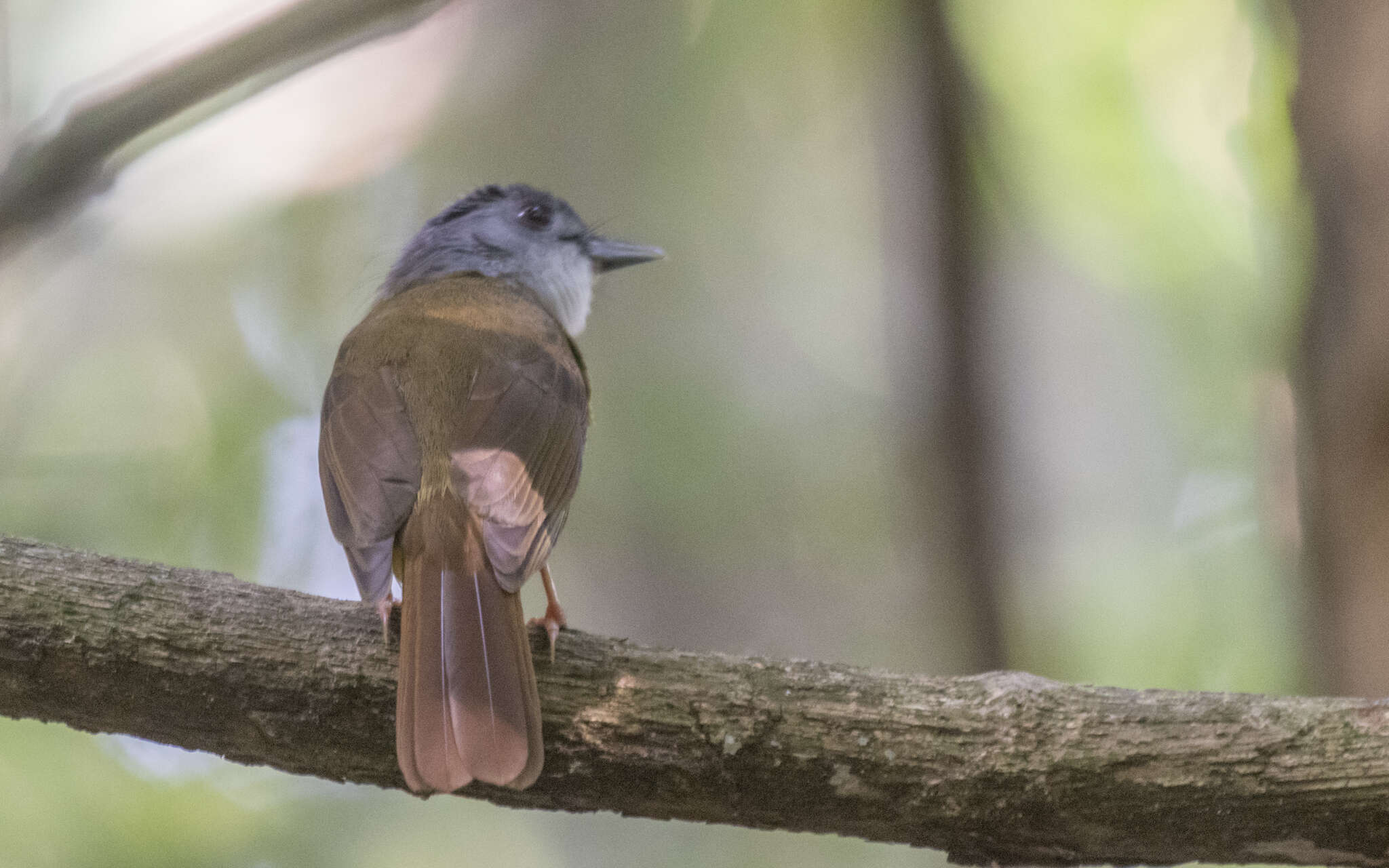 Image of Yellow-bellied Bulbul