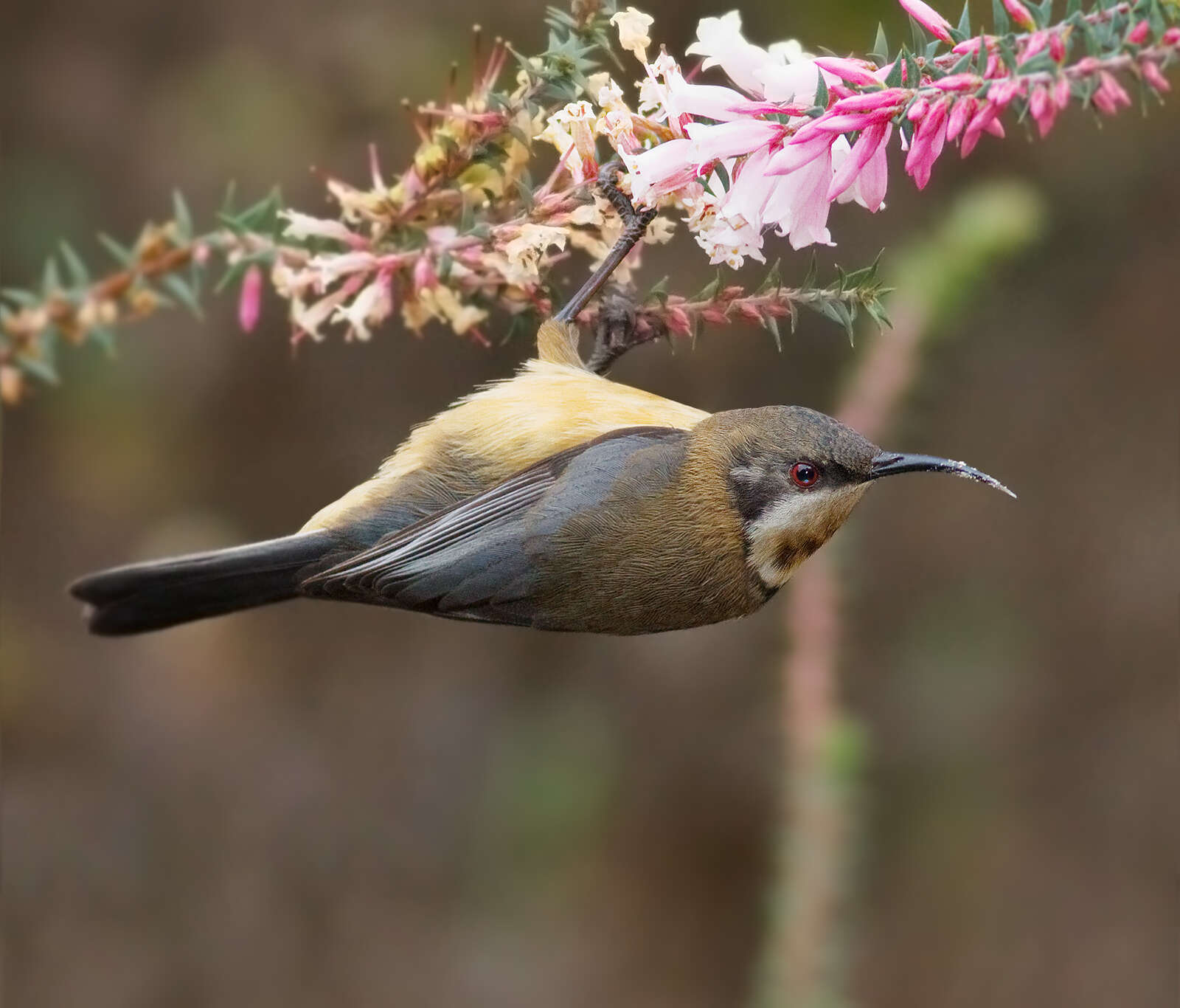 Plancia ëd Epacris impressa Labill.