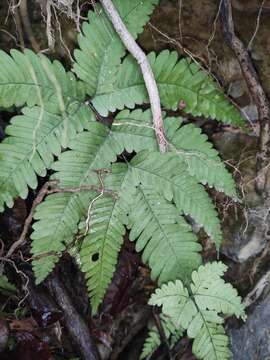 Image of Pteris oshimensis Hieron.