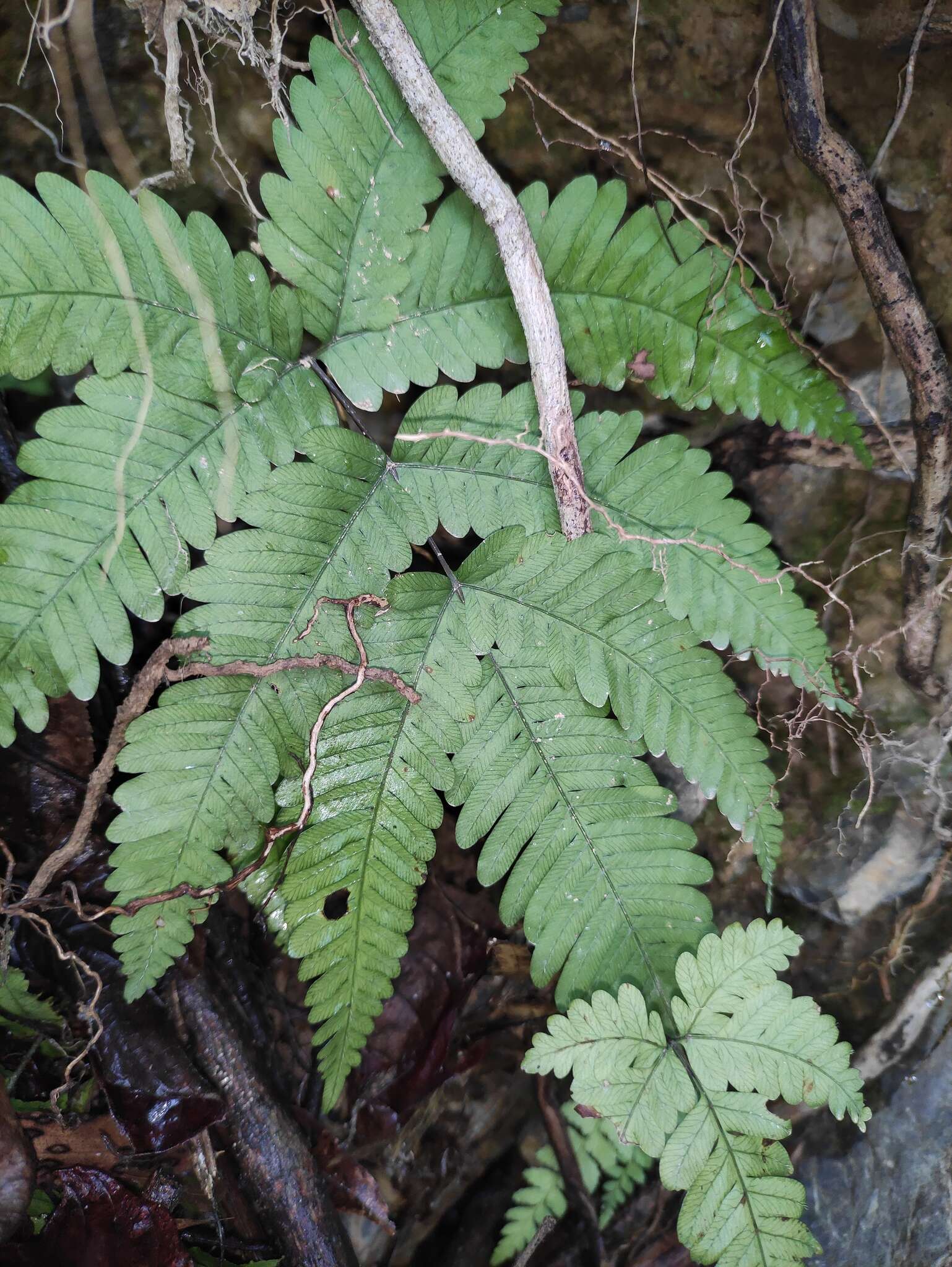 Image of Pteris oshimensis Hieron.