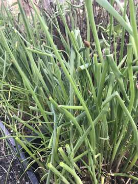 Image of Chinese chives