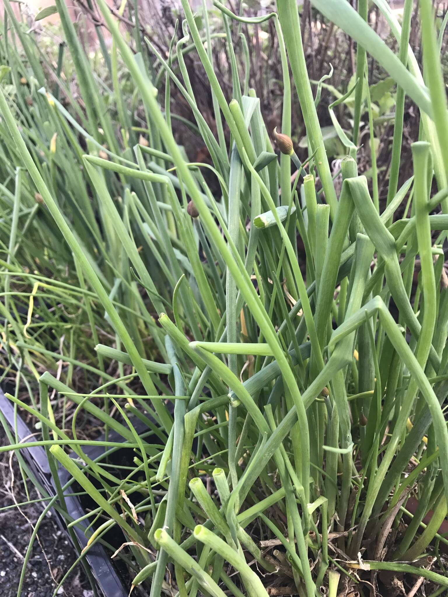 Image of Chinese chives