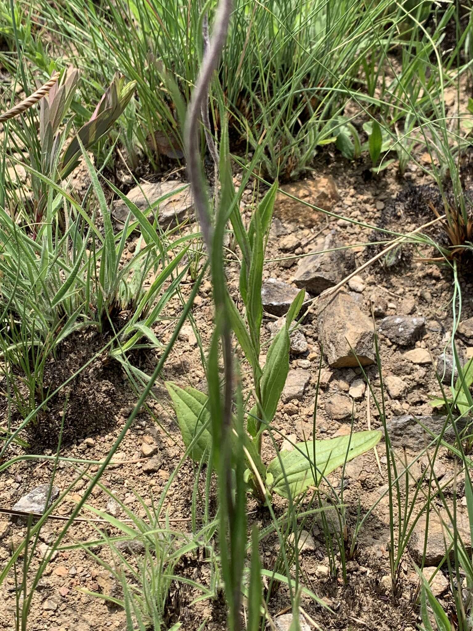 Image of Helichrysum calocephalum Klatt