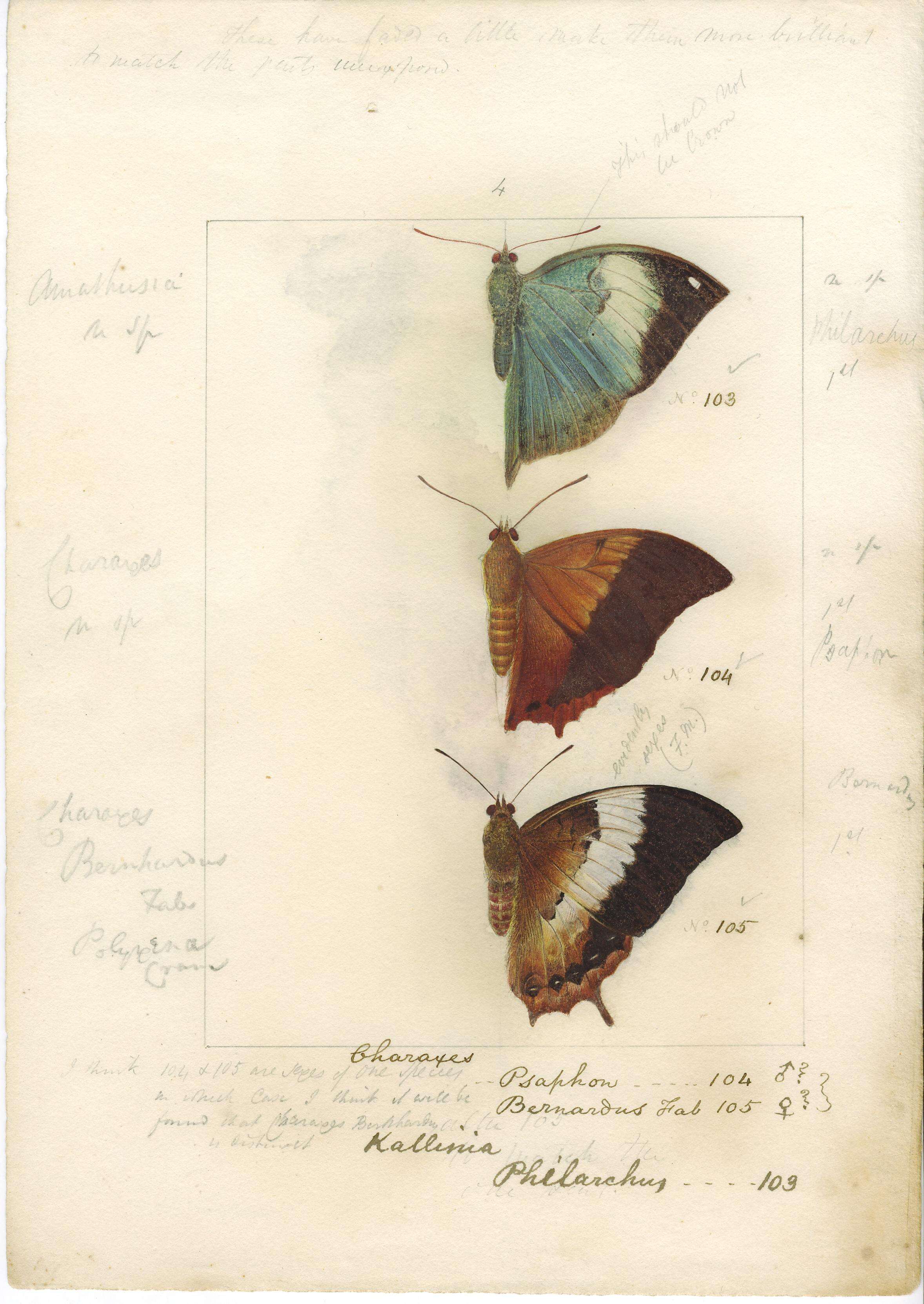 Imagem de Charaxes bernardus Fabricius 1793