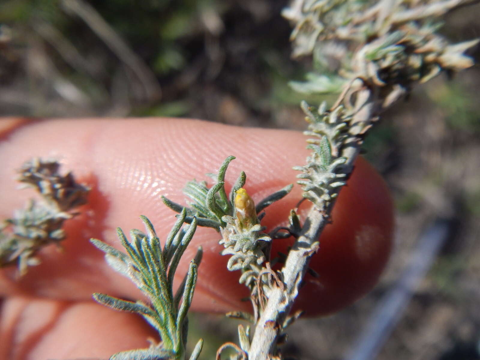 Image of <i>Helichrysum <i>asperum</i></i> var. asperum