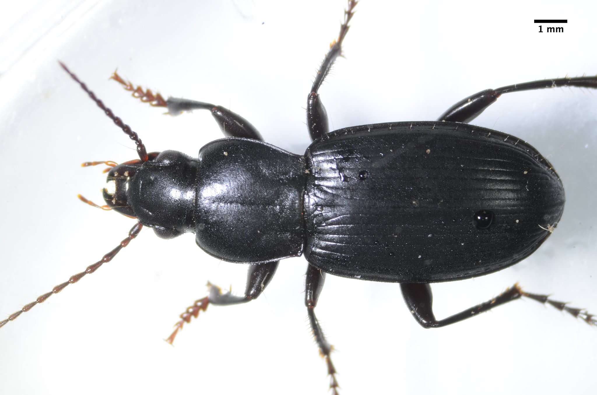 Imagem de Pterostichus (Hypherpes) californicus (Dejean 1828)