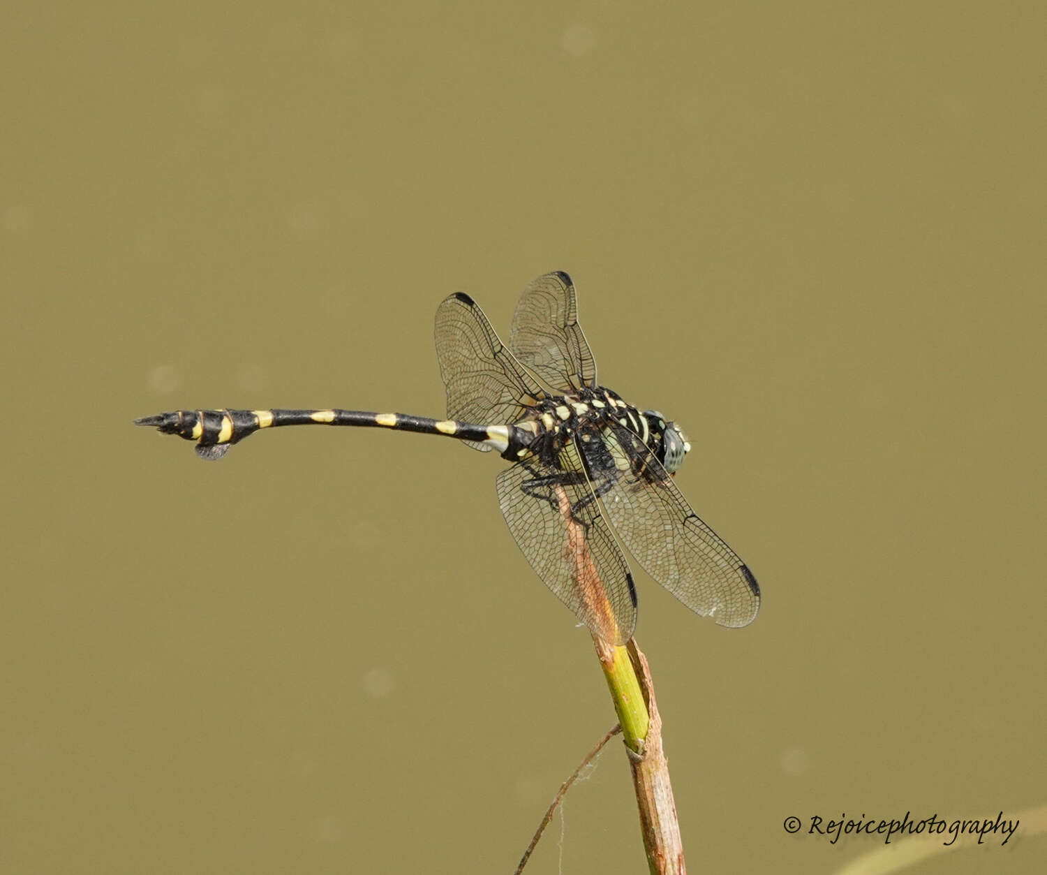 صورة Ictinogomphus rapax (Rambur 1842)