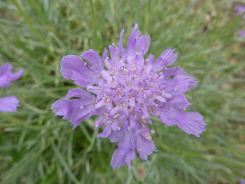 Imagem de Lomelosia graminifolia (L.) W. Greuter & Burdet