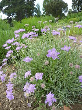 Image of Lomelosia graminifolia (L.) W. Greuter & Burdet