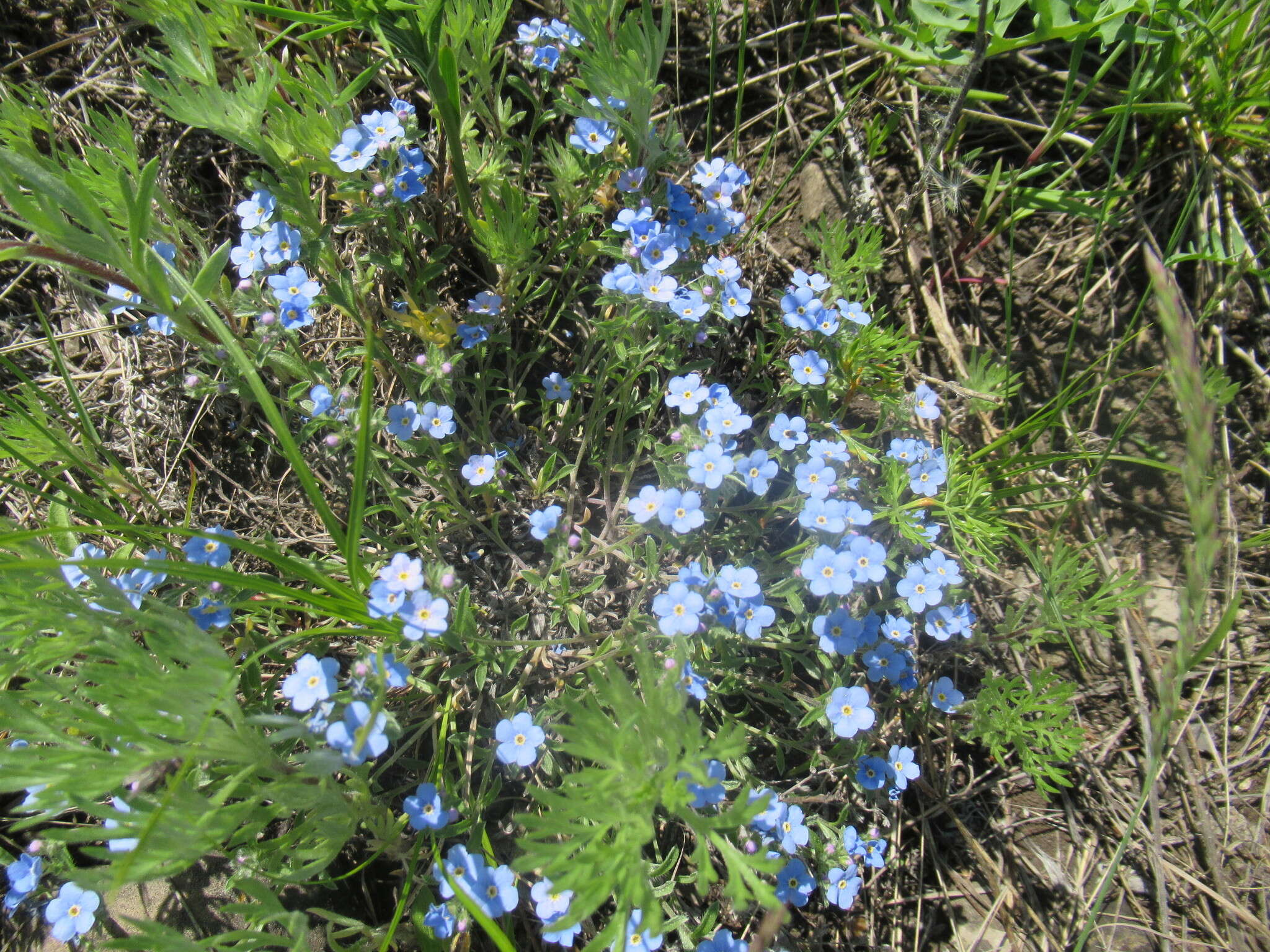 Plancia ëd Eritrichium rupestre (Pall. ex Georgi) Bunge