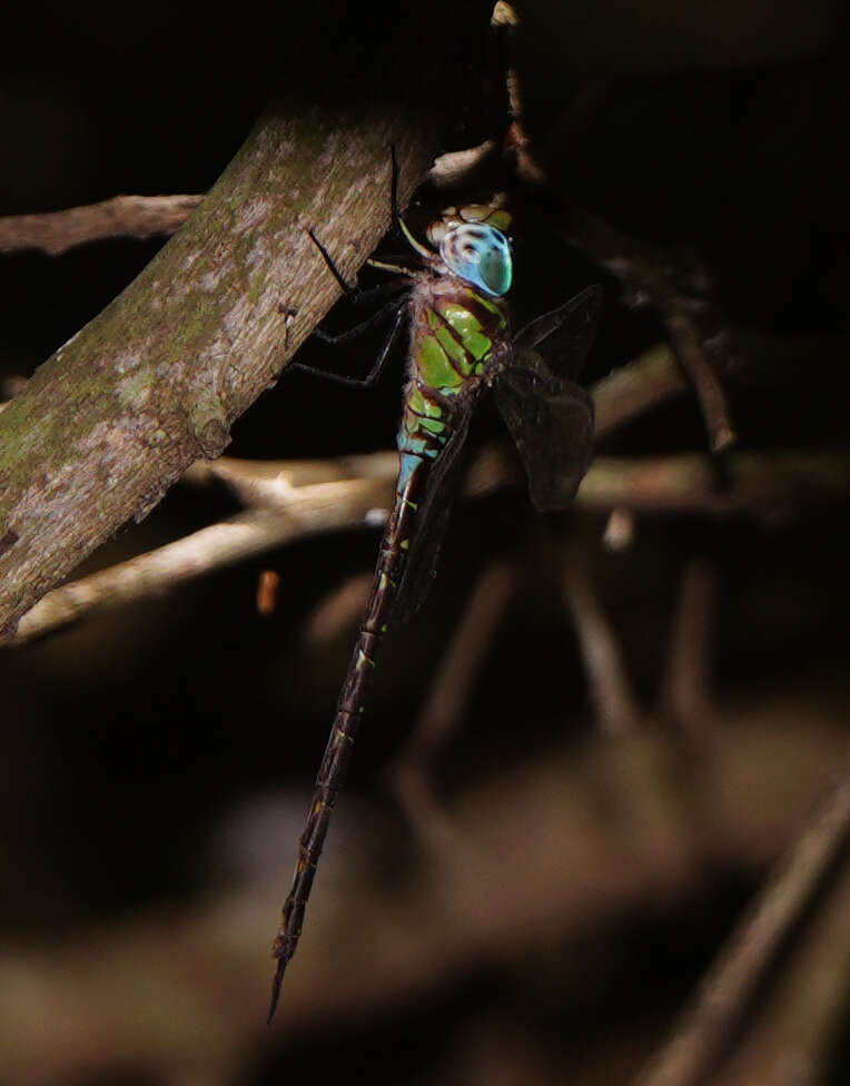 Image of Triacanthagyna caribbea Williamson 1923