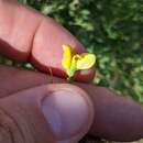 Слика од Baptisia lecontei Torr. & A. Gray