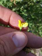 Слика од Baptisia lecontei Torr. & A. Gray