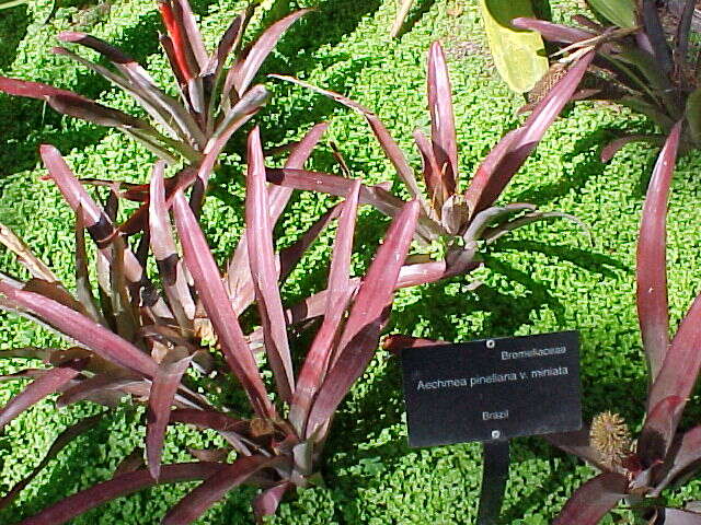 Image of Aechmea triticina Mez