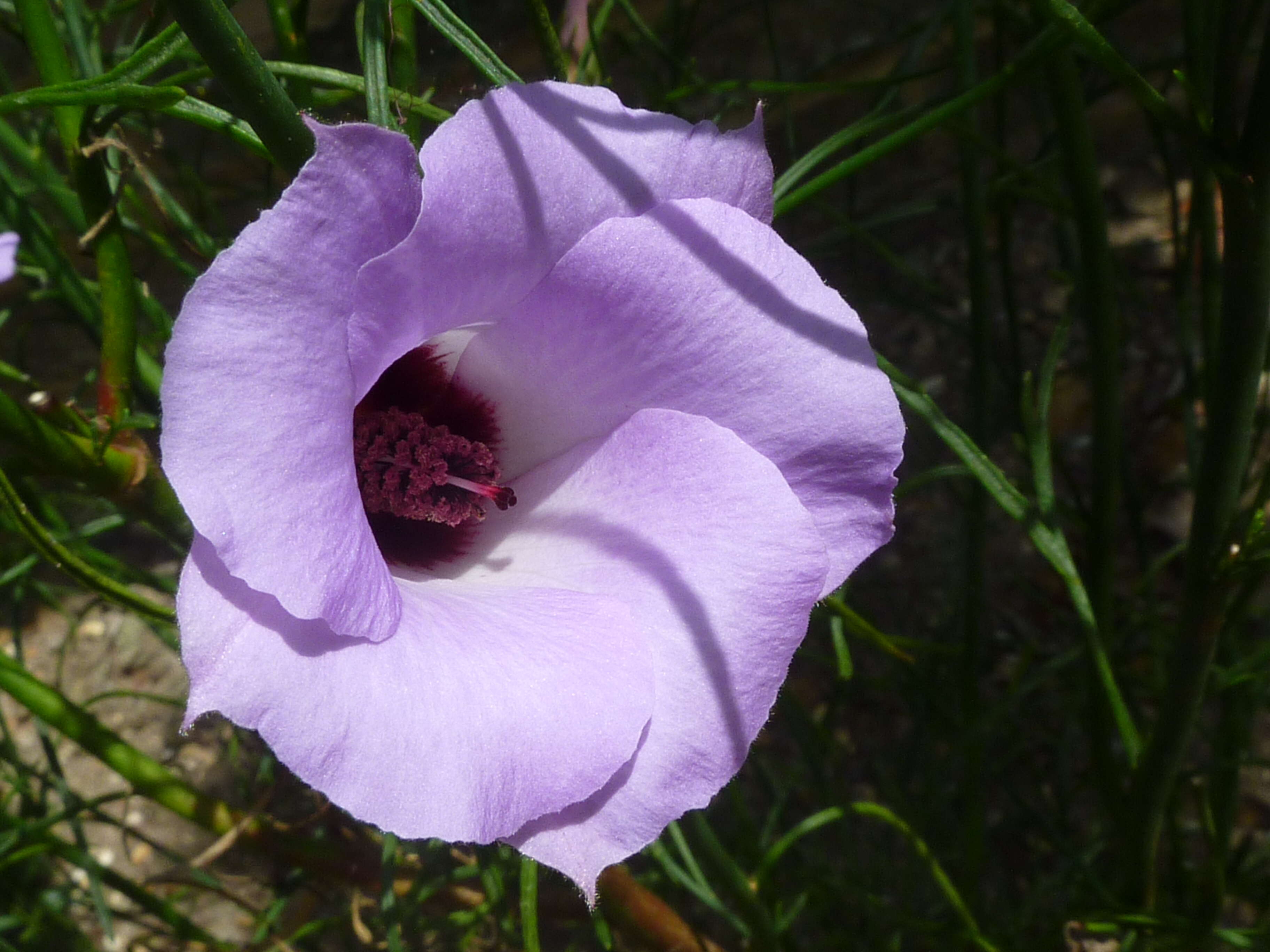 Image of Hibiscus hakeifolius Giordano