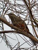 Image of Band-backed Wren