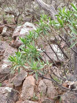 Image de Eremophila freelingii F. Muell.