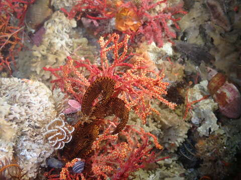 Image of Multicoloured sea fan