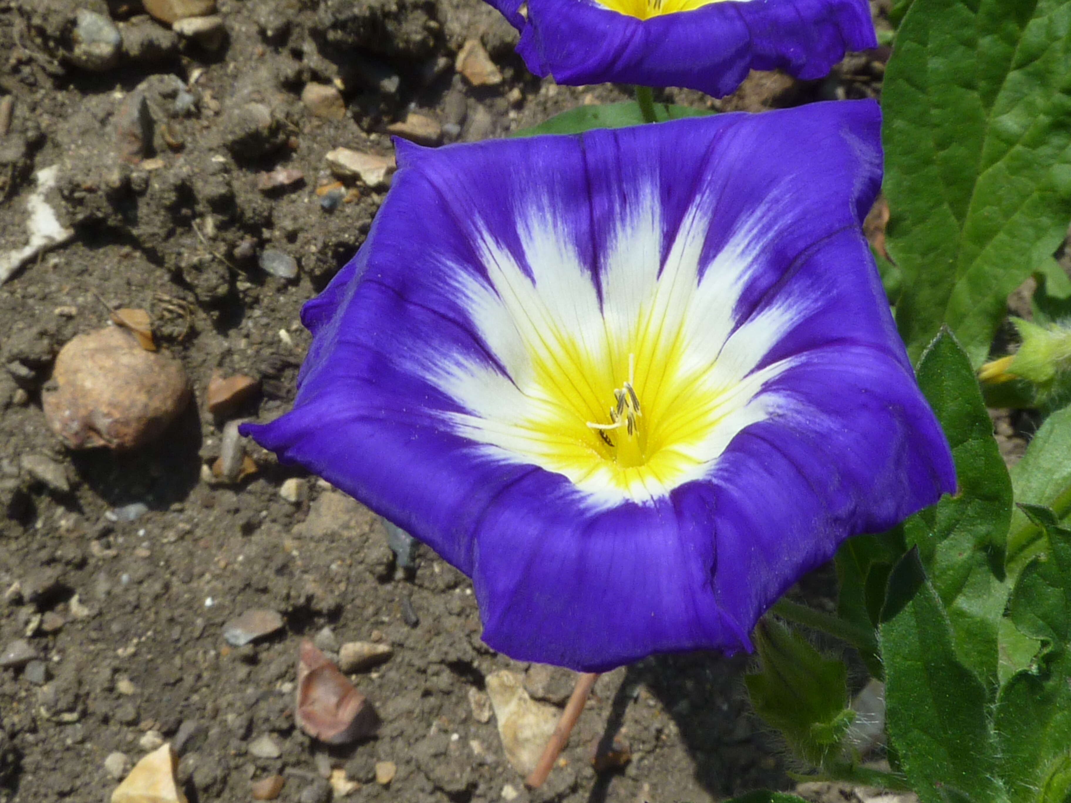 Image of Dwarf Morning Glory