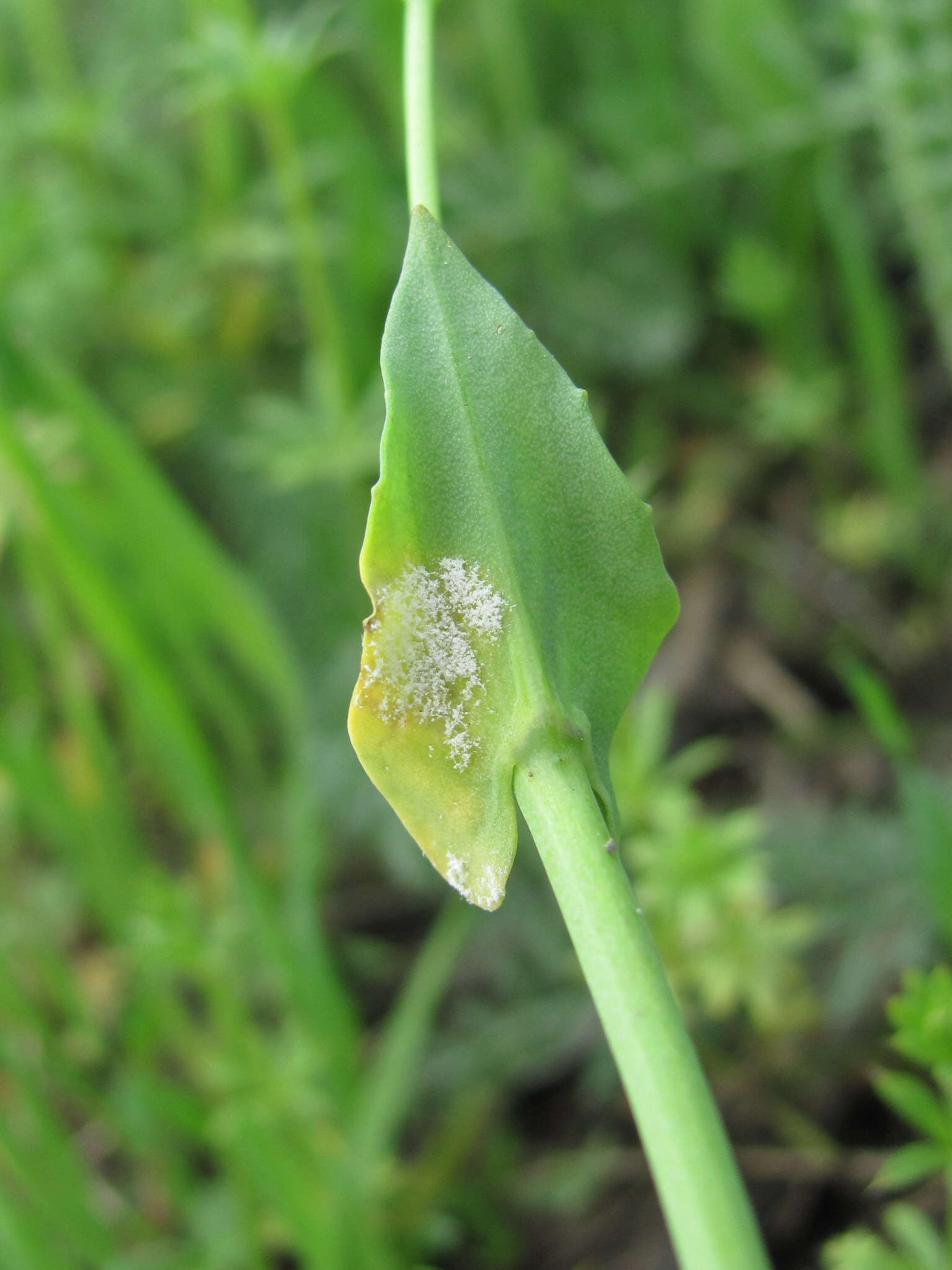 Sivun Hyaloperonospora thlaspeos-perfoliati kuva