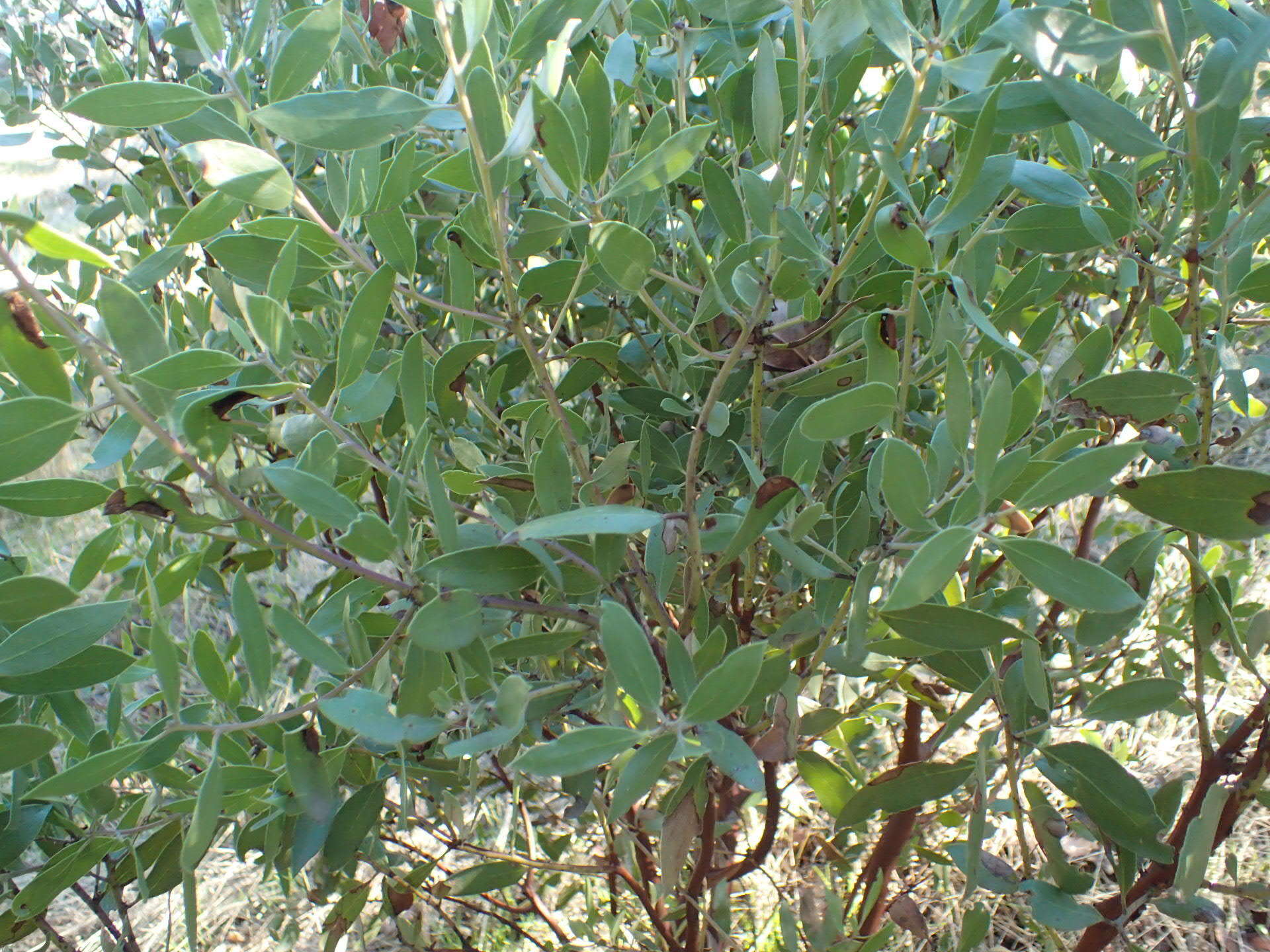 Sivun Arctostaphylos manzanita subsp. laevigata (Eastw.) Munz kuva