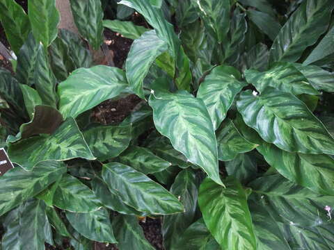 Image of calathea