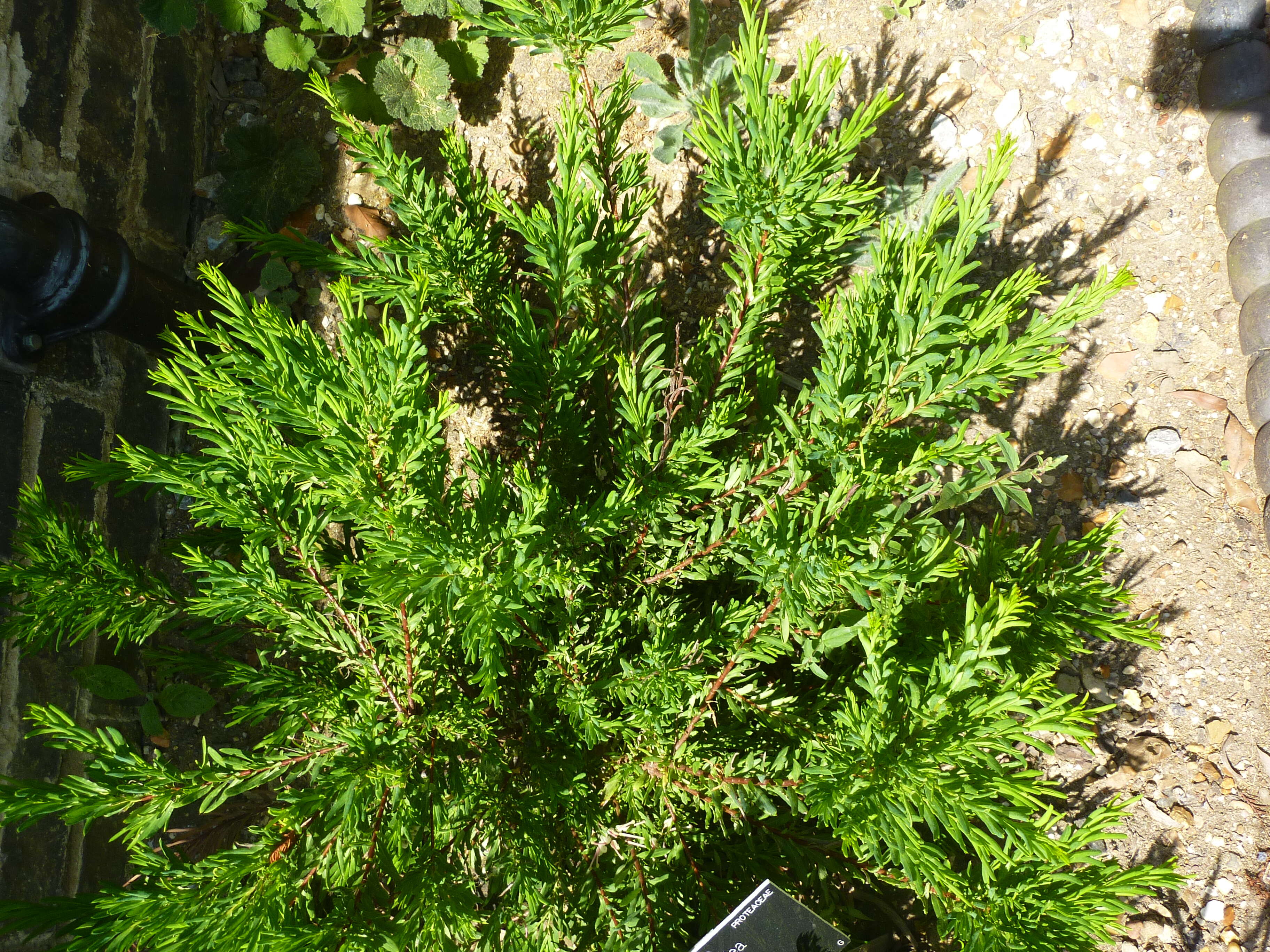 Image of Grevillea iaspicula Mc Gill.