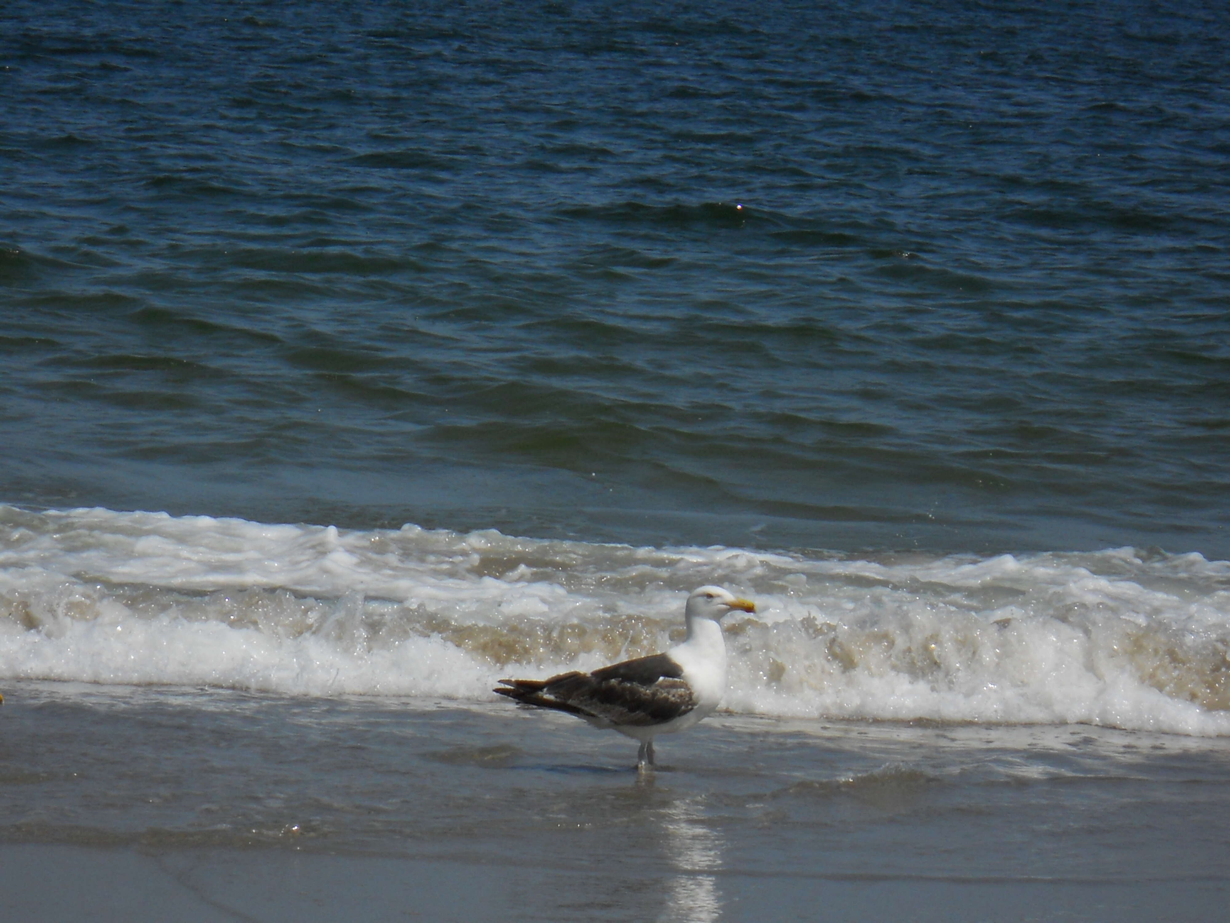 Image of Great Black-backed Gull