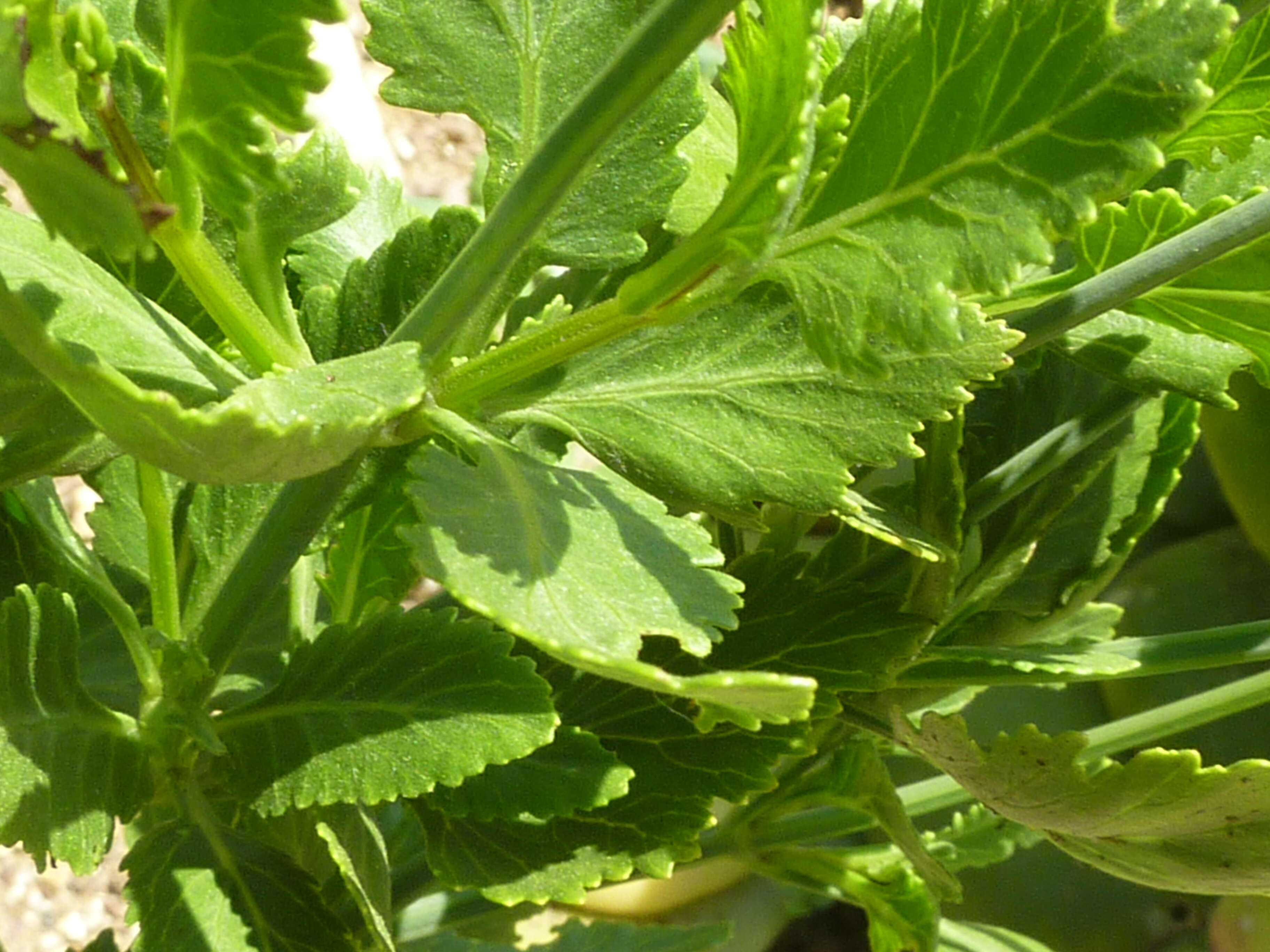 Image of Lavandula rotundifolia Benth.