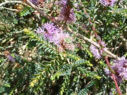 Image of Melaleuca gibbosa Labill.