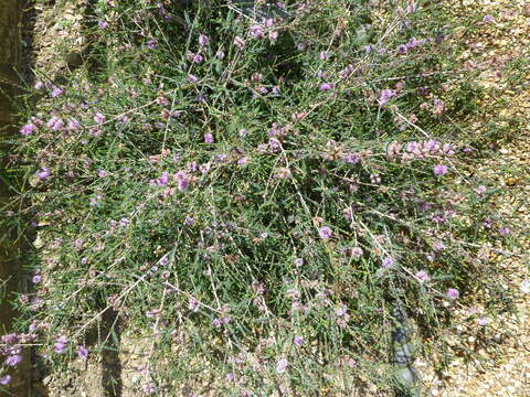 Image of Melaleuca gibbosa Labill.