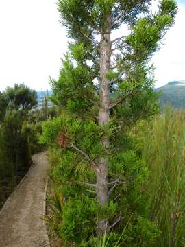 Image de Libocedrus bidwillii Hook. fil.