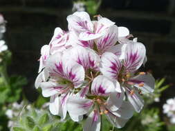 Слика од Pelargonium australe (Poir.) Jacq.