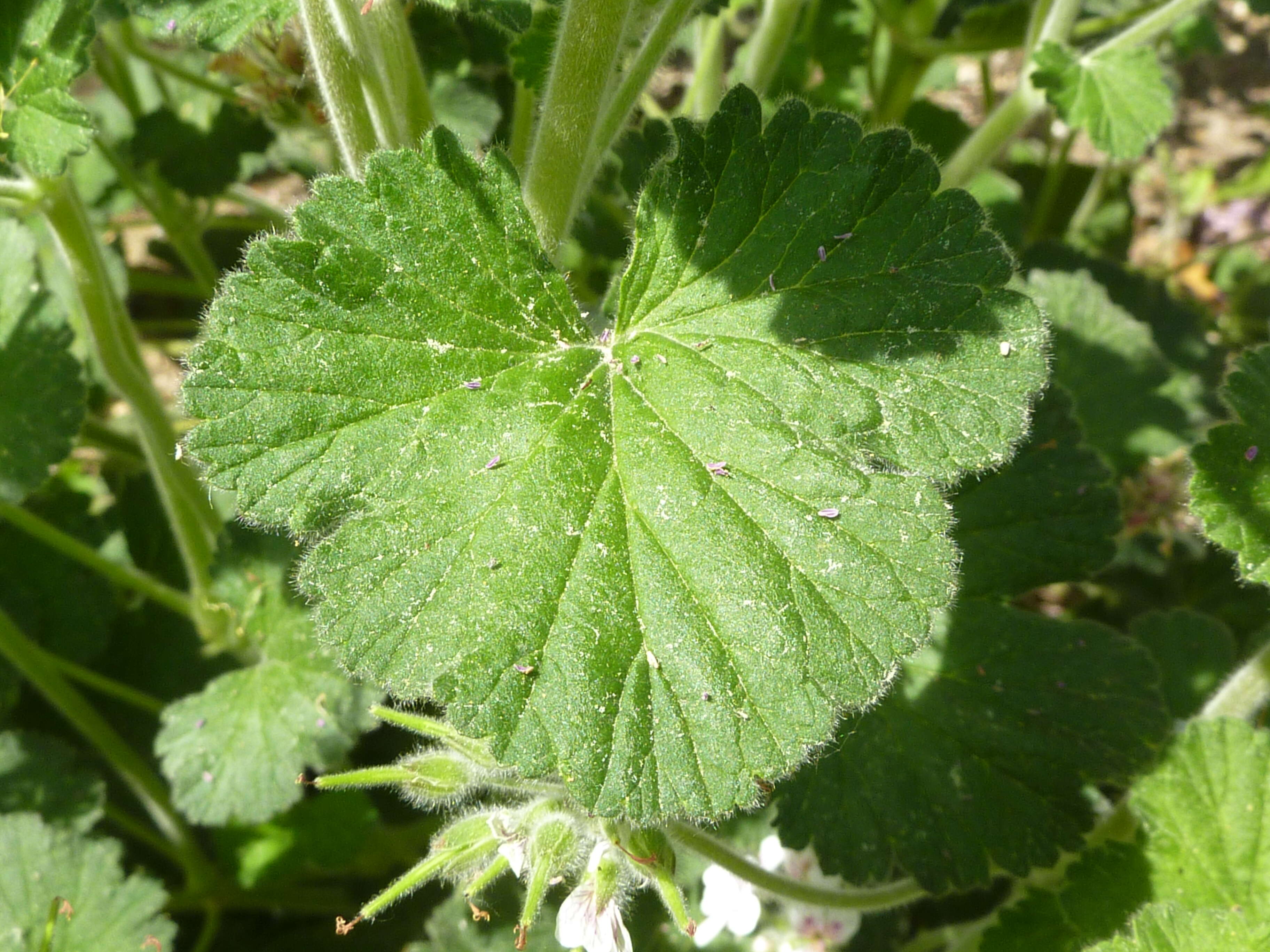 Слика од Pelargonium australe (Poir.) Jacq.