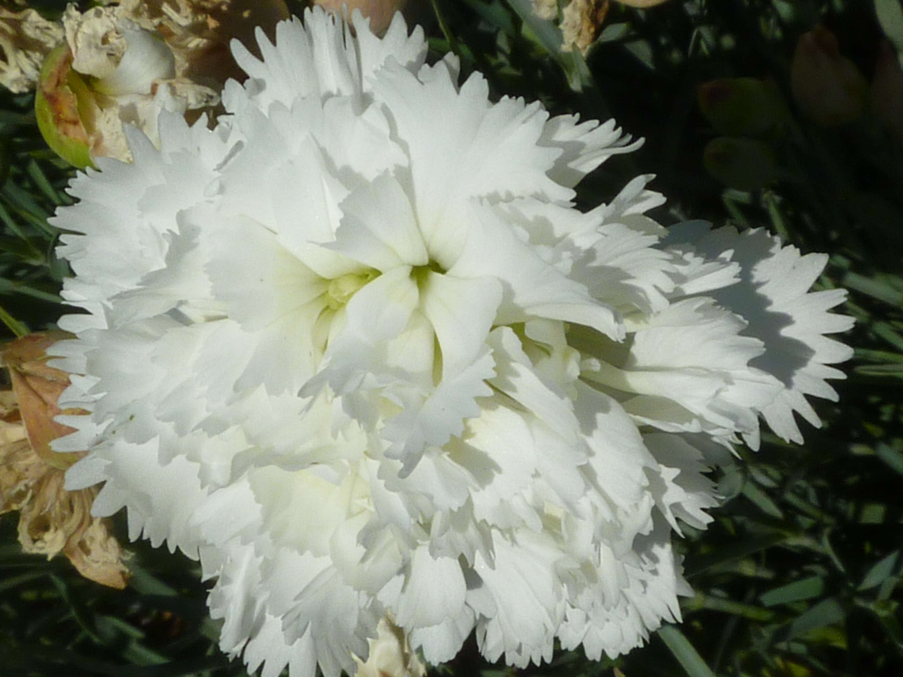 Image of carnation