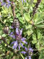 Image of Plectranthus caninus Roth