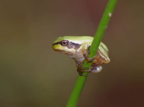 Image of Common tree frog