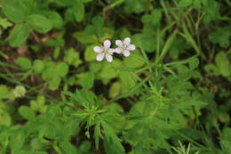 Image of Geranium krameri Franch. & Sav.