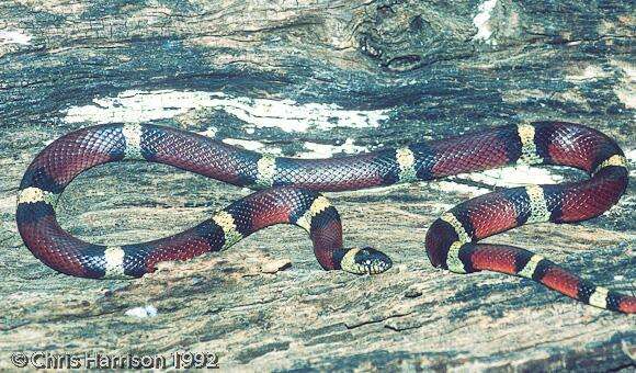 Image of Lampropeltis gentilis (Baird & Girard 1853)