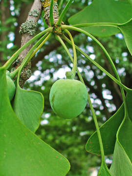 Image of Ginkgoopsida